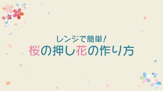 レンジで簡単 桜の押し花の作り方 Youtube