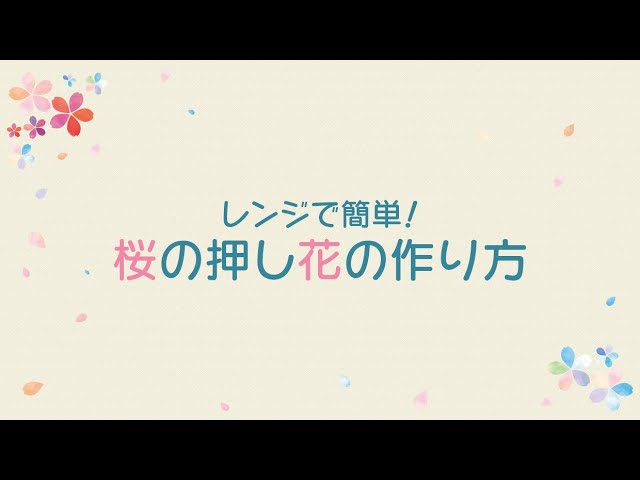 レンジで簡単 桜の押し花の作り方 Youtube