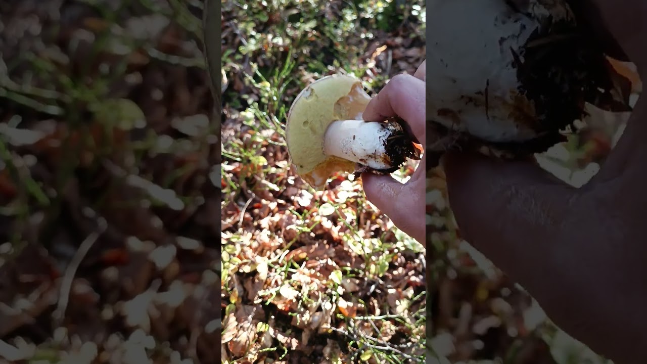 Ultimo porcino?.. 1500 mt 18/10/25 