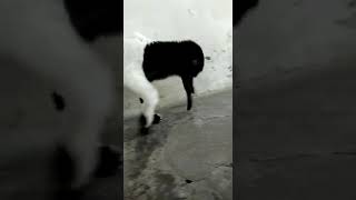  C4rd1nal  Anak Tunggal Jantan Mbah Temon Blitar 27062018