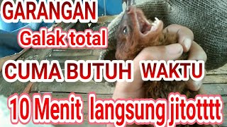 TUTORIAL MENJINAKAN GARANGAN || CUMA 10 MENIT LANGSUNG JITOT