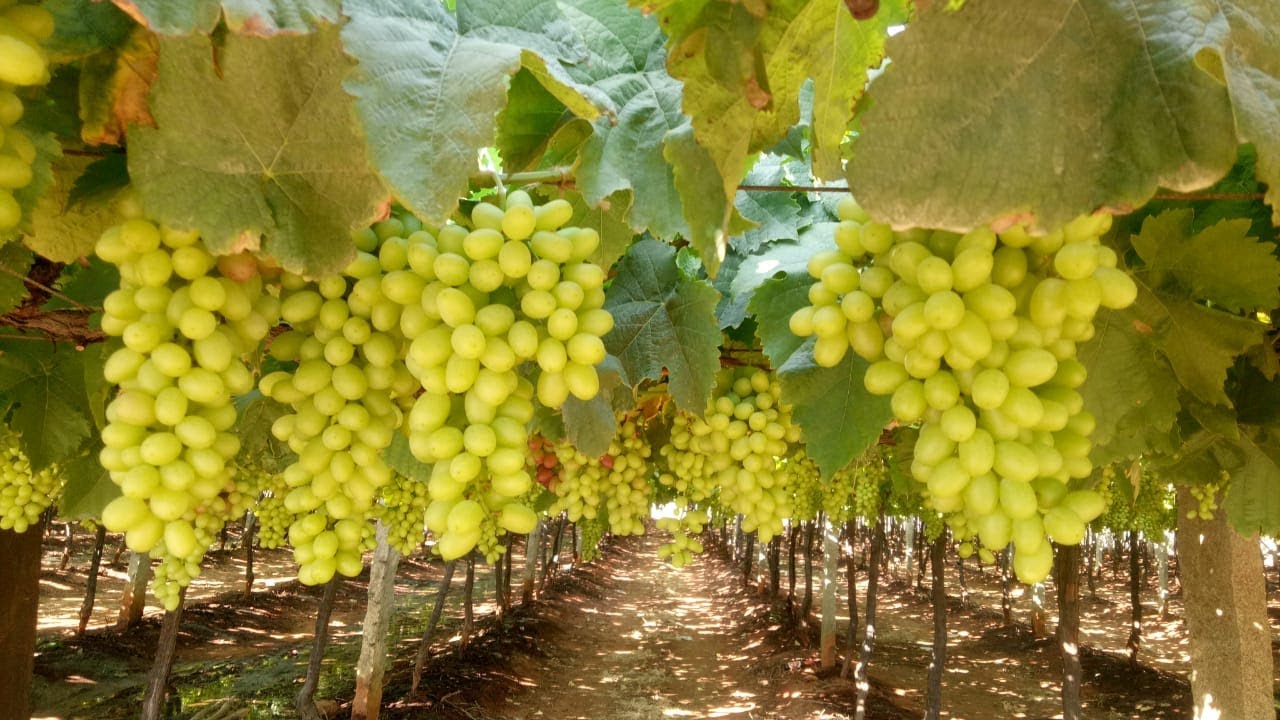 grapes garden bangalore..