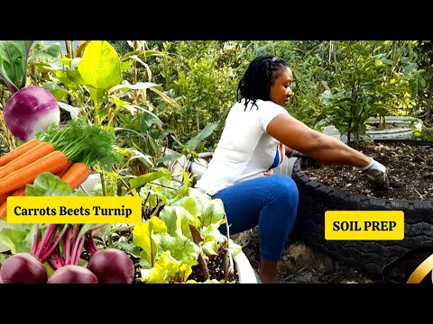 How To Prepare SOIL For ROOT VEGETABLES/Planting Beets Carrots Turnips And Coco Yams 