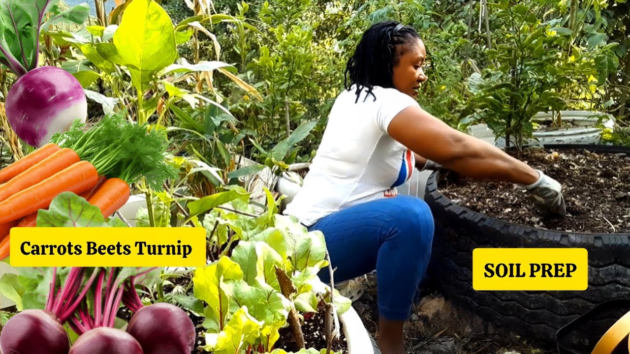 Как подготовить почву для посадки корнеплодов/свеклы, моркови, репы и кокосового ямса