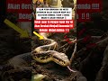 Ditemukanya Ular Piton Didalam Galian Excavator ‼️‼️😱😱 #shorts #subscribe #trending