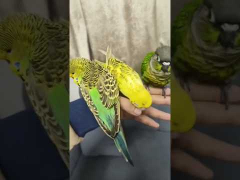 كونير و بادجي طيور اليفه جدا