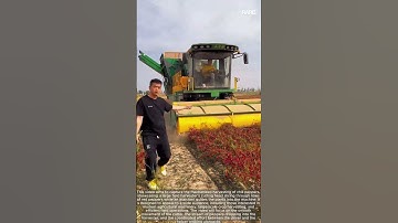 Watch Tomato Harvester in Action: Precision Farming Machine Efficiently Clears Field