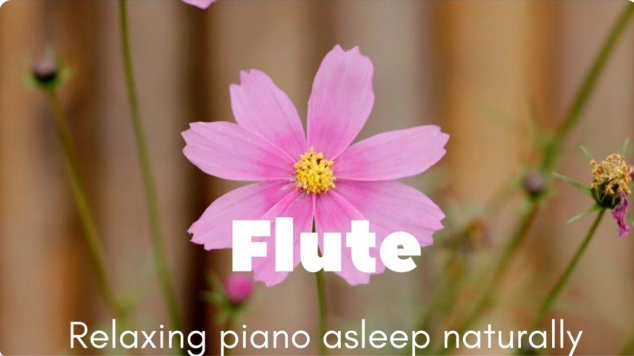 Flute 🪈Deep Relaxing Music 🎶 Sleep Music and Meditation || Study, Calming Music with beautiful piano