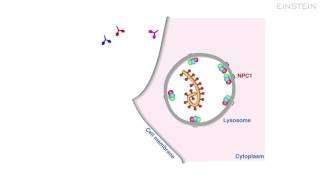 Animation How New Trojan Horse Antibody Strategy Kills Ebola