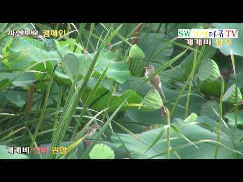 개개비 신비를 풀다_1부_개개비탐조_물새공원_촬영편집 <strong>영상감독</strong> 이상웅