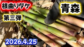 April 25, 2026 [Bamboo Shoots with Bent Roots] Third installment