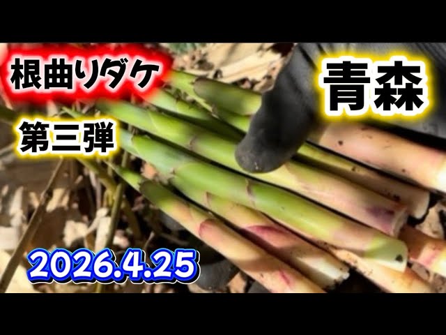 April 25, 2026 [Bamboo Shoots with Bent Roots] Third installment