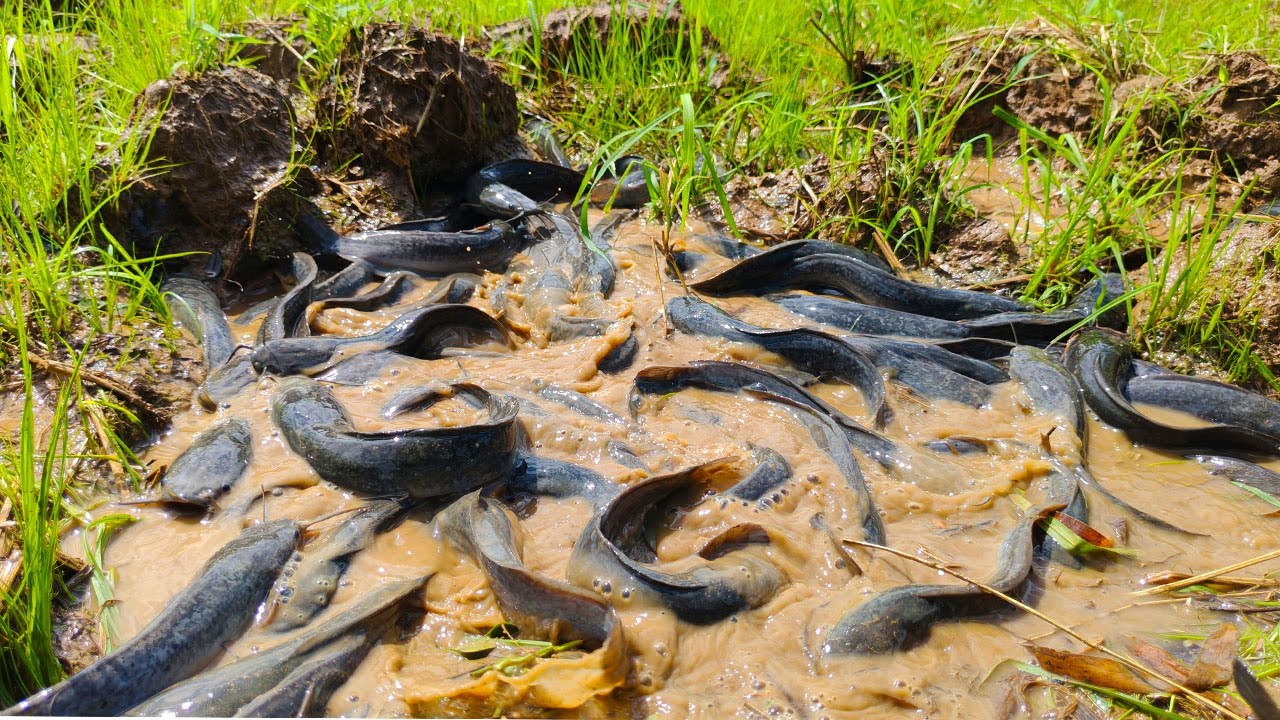 Amazing fishing! a fisherman skills catch a lot of fishes in mud at rice field by hand