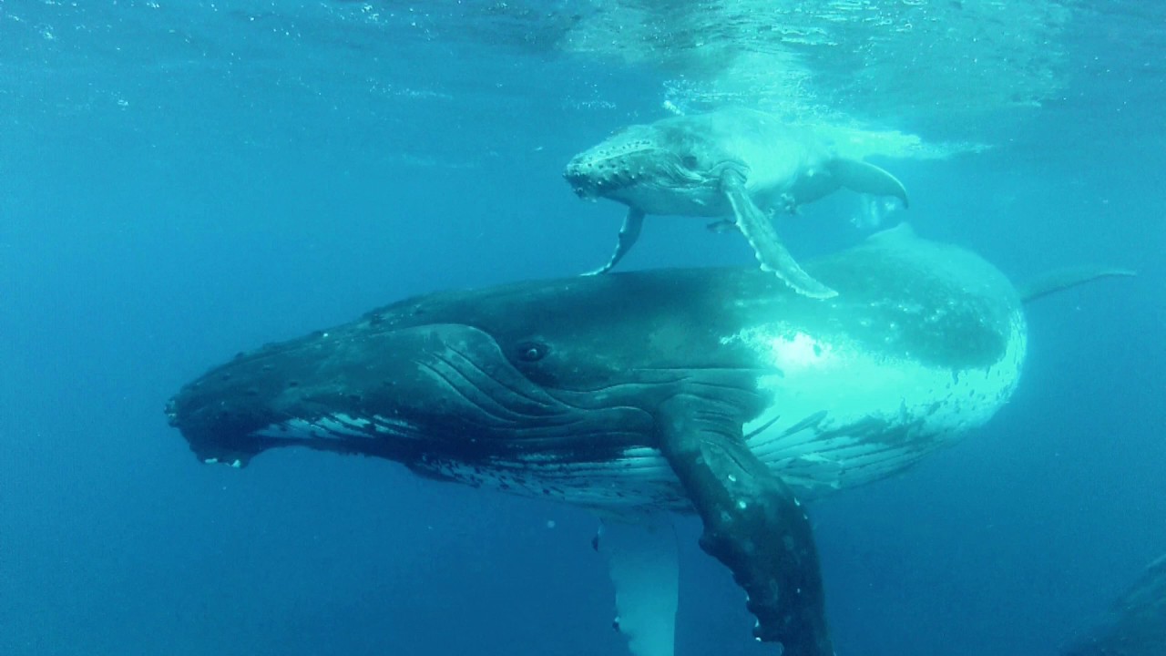 Female humpback whale (Megaptera novaeangliae) swimming with calf, Tonga
