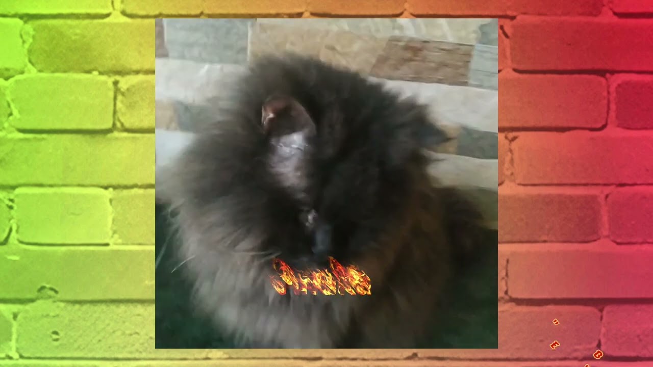 "Paws that Chase Dreams" 