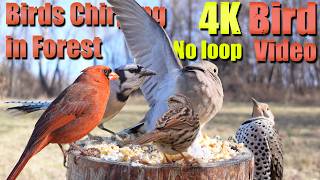 Birds Singing in the Woods, CatTV, Relaxing Sound for Separation Anxiety, DogTV
