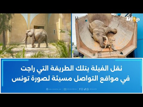 موت فيلة البلفيدير Baby التي أهداها فرنسي إلى تونس التونسي الذي جلبها يكشف 