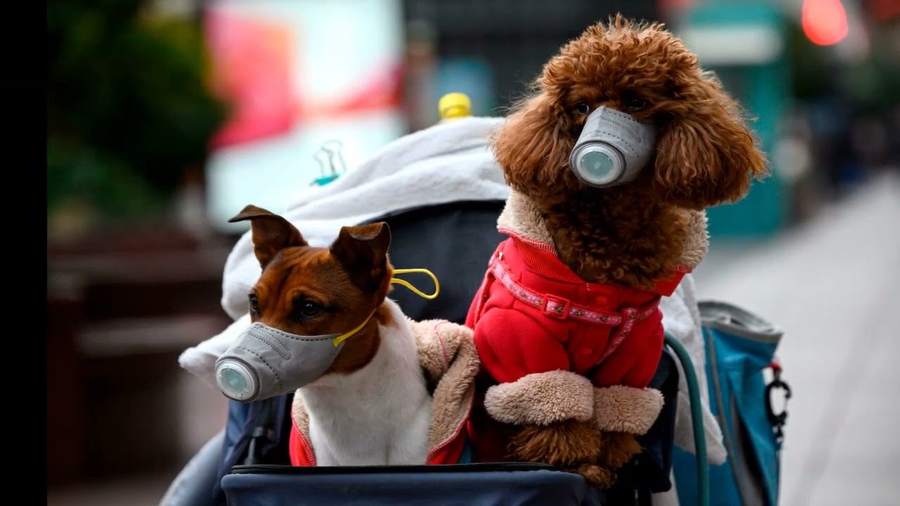 Should we be concerned about animals testing positive for COVID-19?