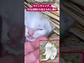"episode14"「神から与えられし帽子🎩」 #子猫 #子ネコ #保護猫 #ファーム生活 #猫のいる暮らし #猫のいる生活 #猫好きさんと繋がりたい #癒し #shorts