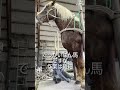ばん馬の装蹄師 #ばんえい競馬 #装蹄師 #蹄鉄