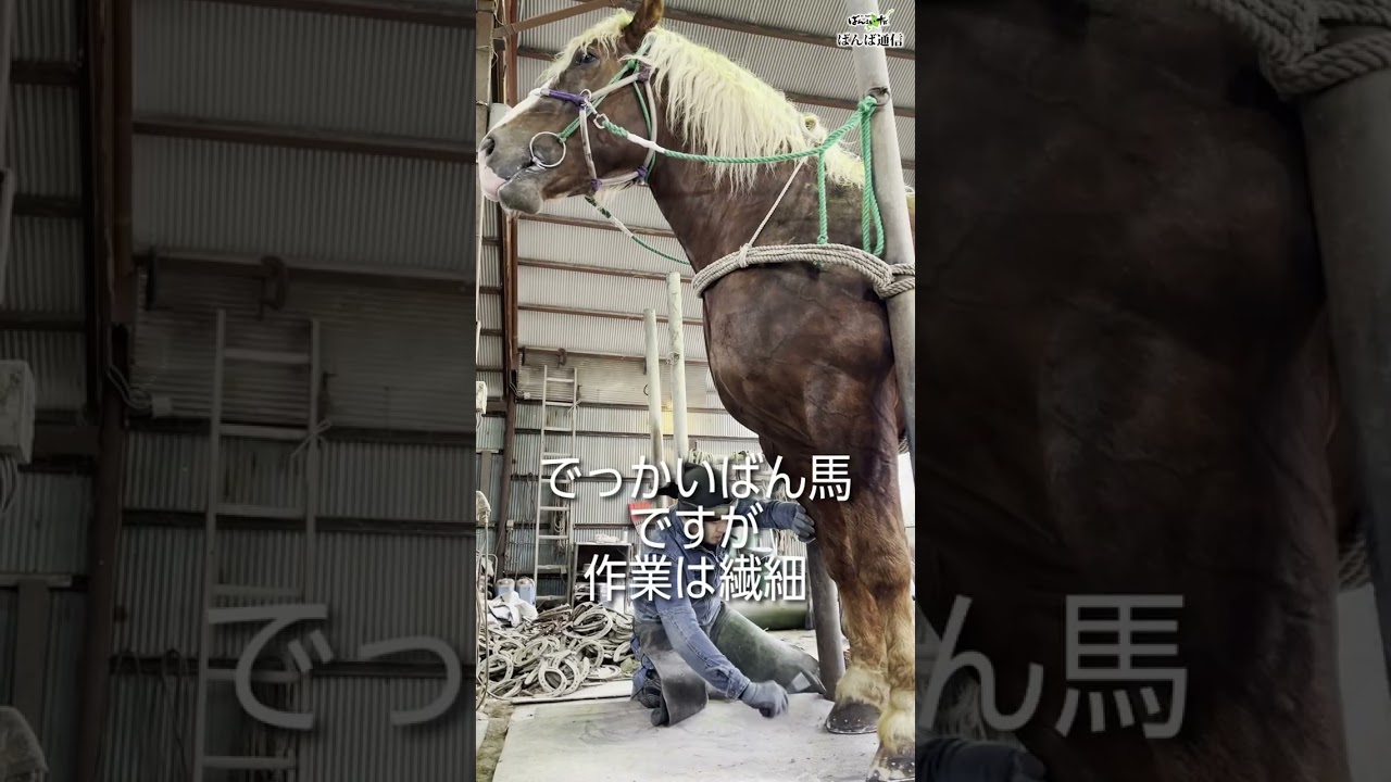ばん馬の装蹄師 #ばんえい競馬 #装蹄師 #蹄鉄 - YouTube