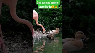 Why Their Neck So Long ? Try To Not Laugh Seen These Birds Neck And Legs Birds Funny Video
