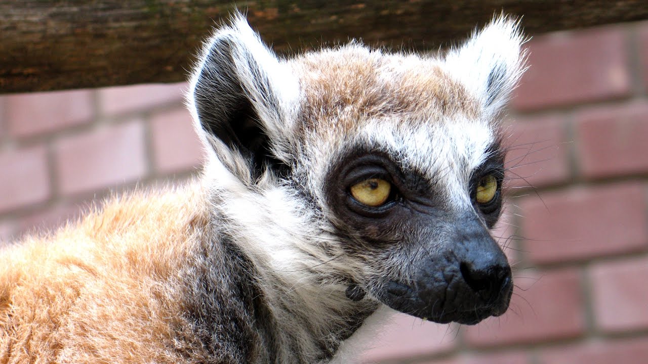 Prstenorepi lemur BEN - Ring-tailed lemur (Lemur catta) Ben