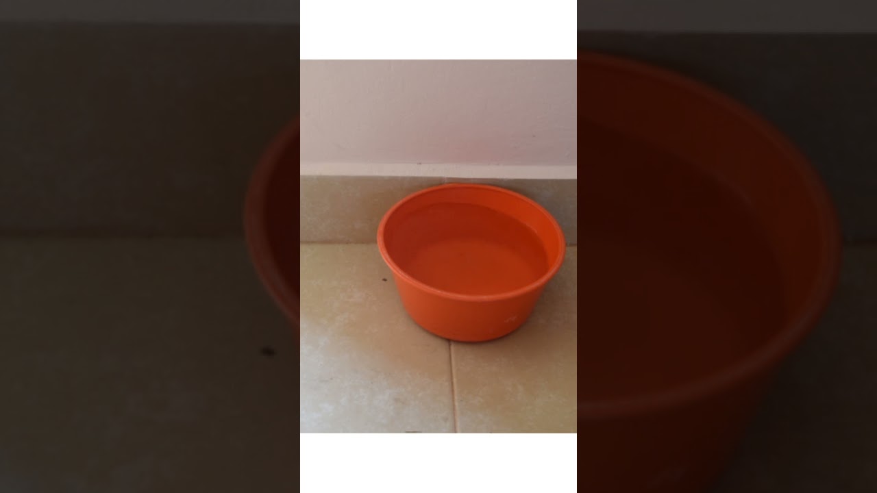 Tips por si dejas a tu gato solo