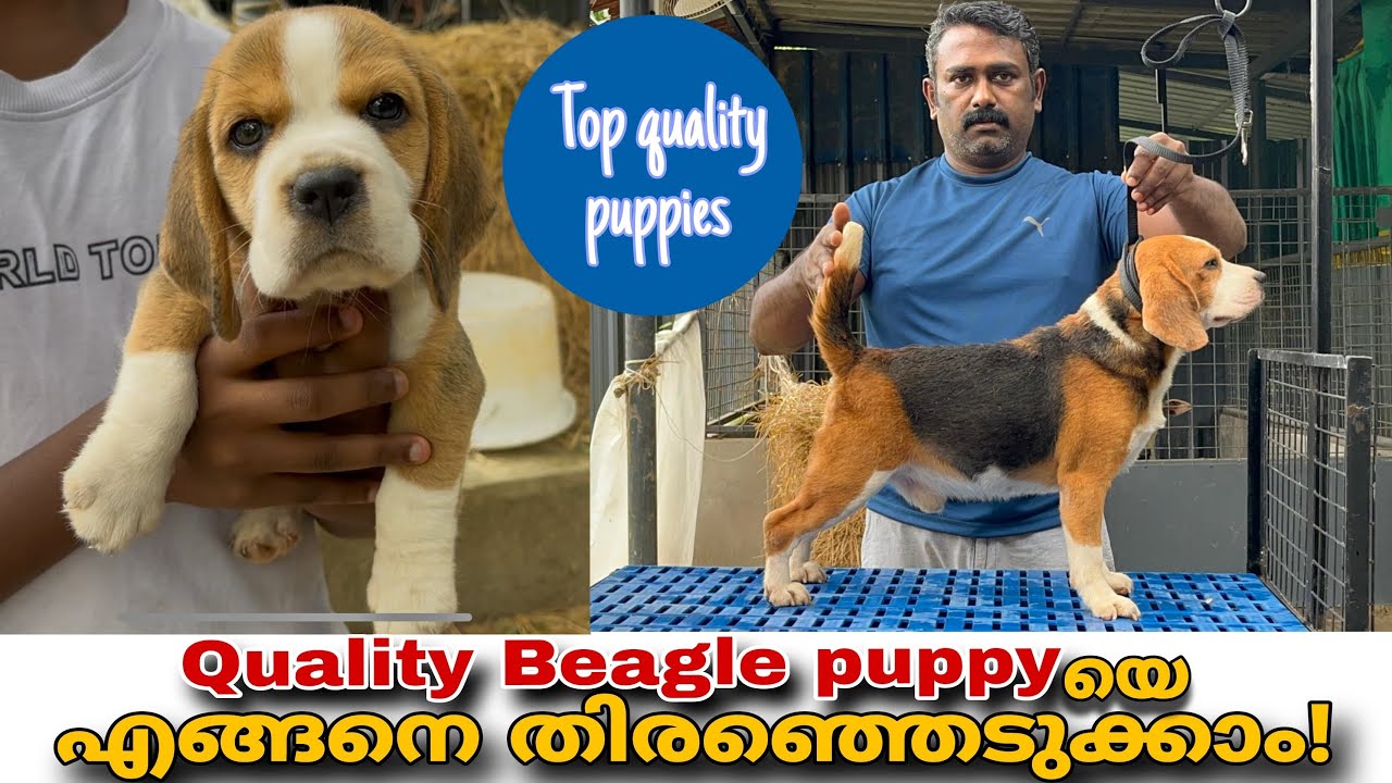 Quality Beagle puppyയെ എങ്ങനെ തിരഞ്ഞെടുക്കാം! | Beagle dogs and puppies 😍