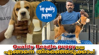 How to choose a quality Beagle puppy Beagle dogs and puppies