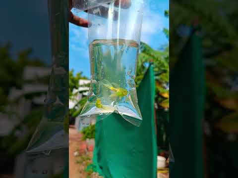 Guppy available #aquarium #shortsfeed #shorts #guppy