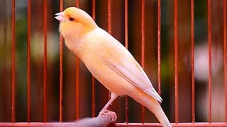 Download Lagu Spanish Timbrado Canary Sing to Charm Your Canary MP3