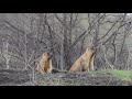 Marmots on the threshold of their burrow. / Байбаки на пороге норы