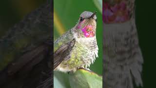 Solitude Waltz No.559 (Original Composition)