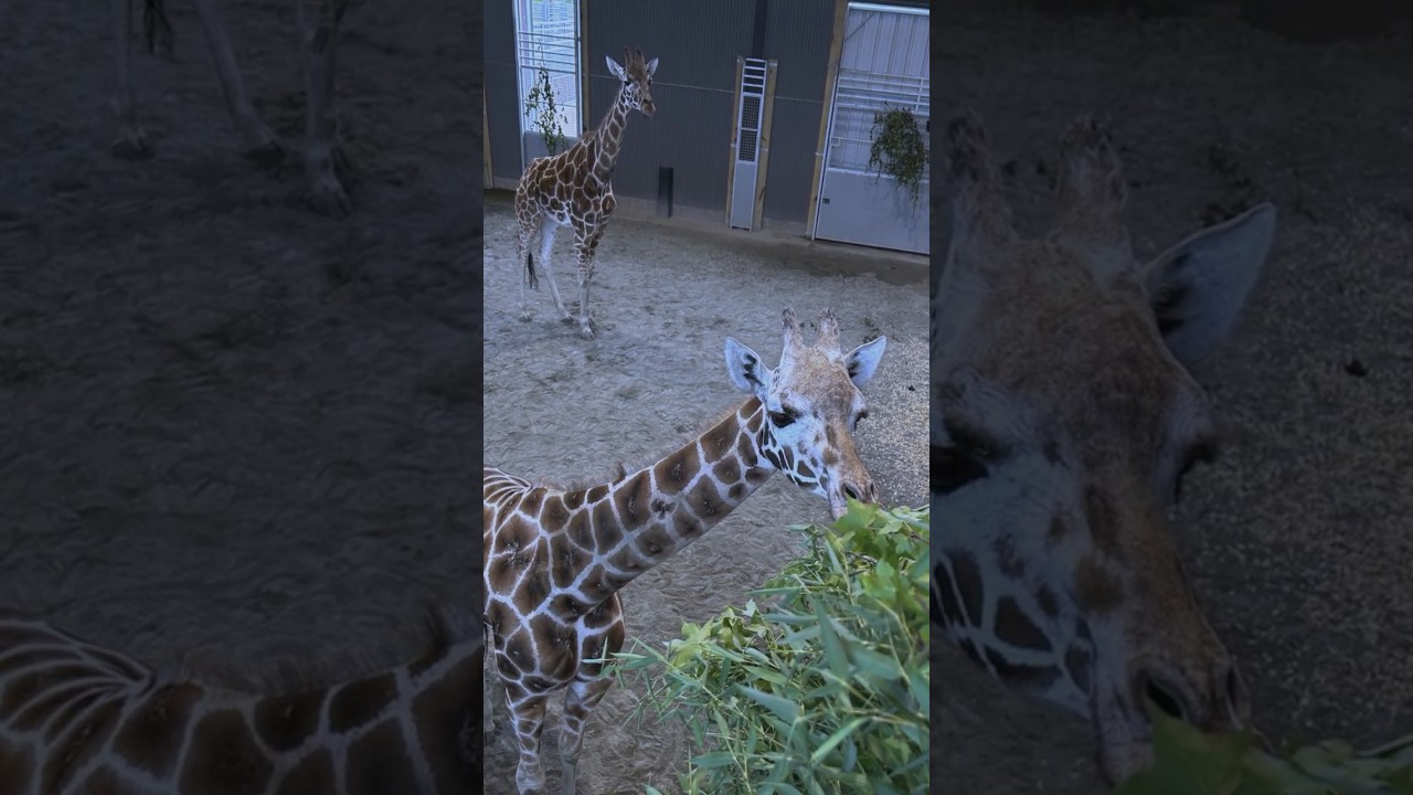 🦒 TWO baby giraffes are missing from this constroversial Virginia zoo 