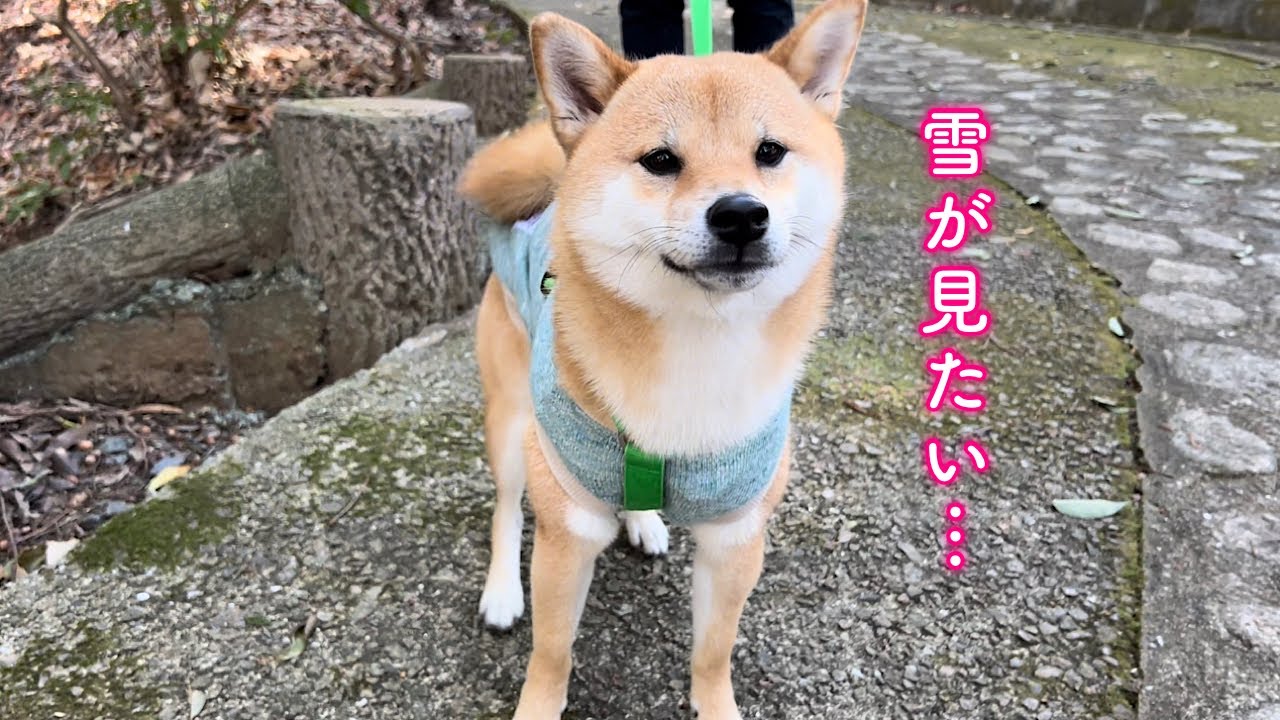 She said she wanted to see snow, so we went out to look for it