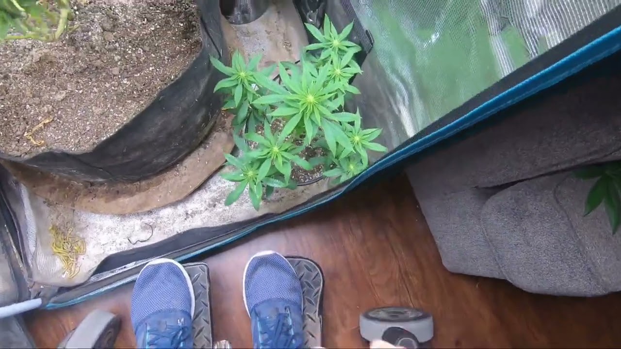 Feminized seeds 2nd spray 5 days later 