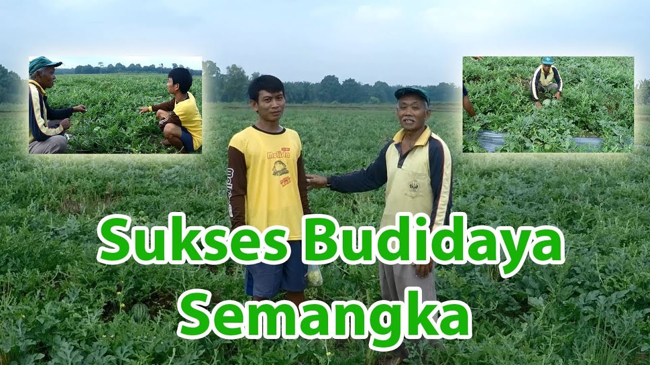 Cara Menanam Semangka yang Baik dan Benar | Sukses Budidaya Semangka