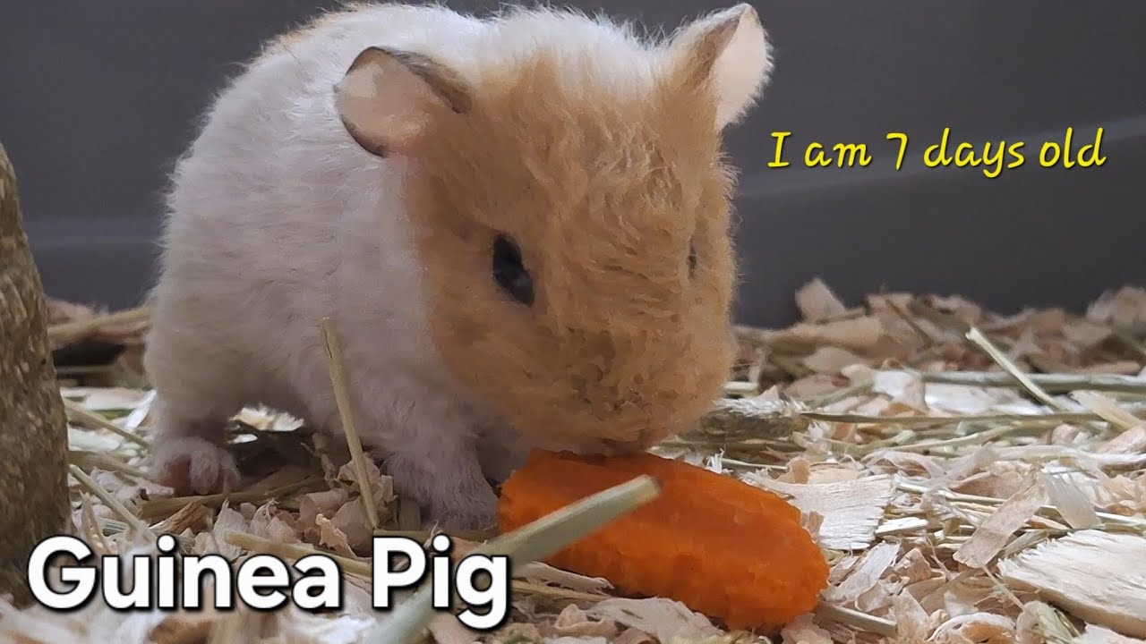 One week old baby Guinea Pig 🥰 