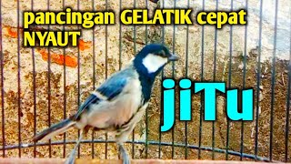 gelatik tua gelatik muda PASTI NYAUT dan GACOR MENDENGARkan  suara gelatik batu ini