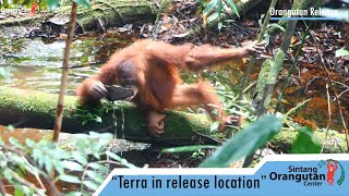 Download Lagu TERRA IN RELEASE LOCATION MP3