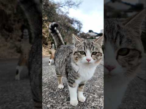 子猫駆け寄って来た!