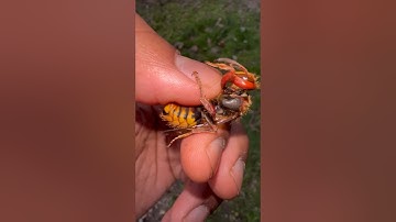Handling a female European Hornet! 🔥 #wasp#insect#insects#bug#bugs#tarantula#tarantulas#spiders#fyp