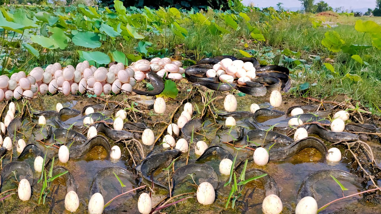 OMG! Amazing Girl Fishing By Hand - Catching A Lot Catfish In Mud Dry Season