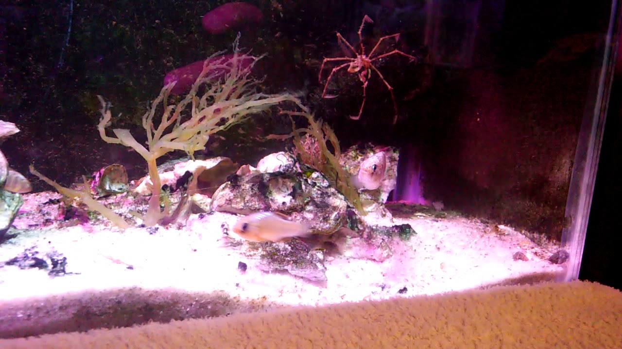 Spawning Cyprinodon variegatus (Sheepshead minnow)  in my aquarium