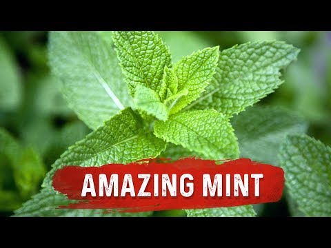 Mint Benefits for Health - Mint Leaf Uses for Digestion Issues - Dr.