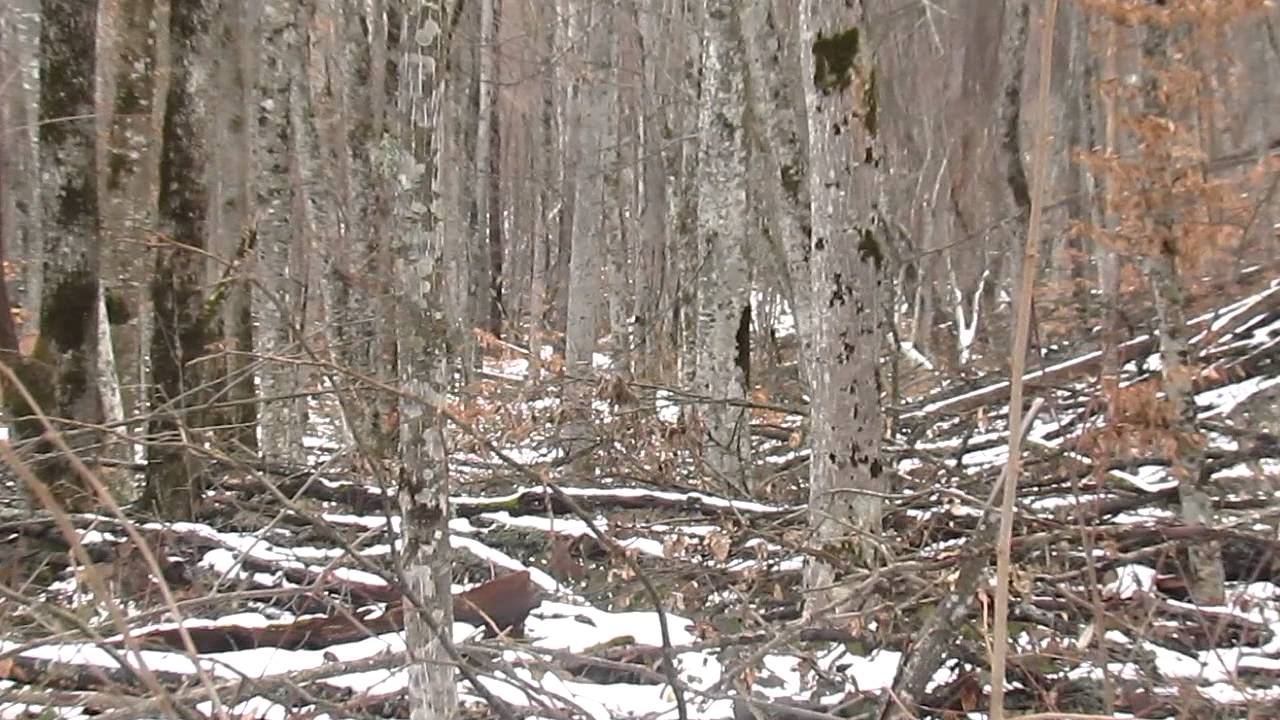 Шум ветра в лесу !!!!! - YouTube