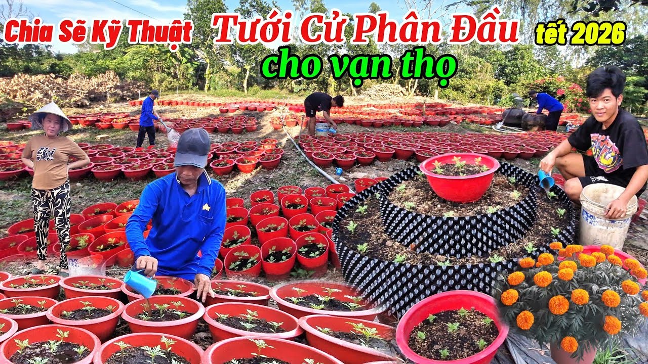 Hướng dẫn cách tưới phân cử đầu tiên cho cây vạn thọ khi mới ra chậu cho cây phát triển tốt