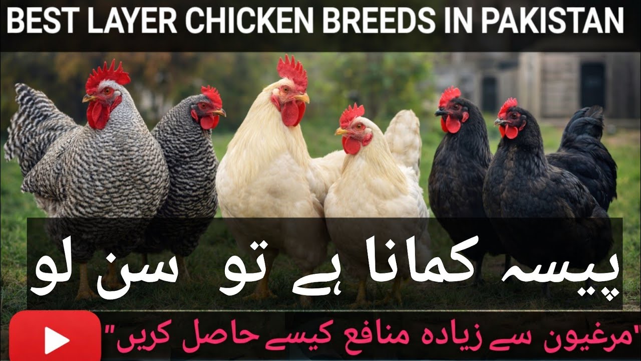 Best Layer Chicken Breeds in Pakistan | دیسی vs کمرشل مرغی | Which Hen Gives More Eggs? | Hen breed