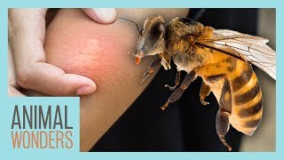 What You Need To Know About Bee Stings